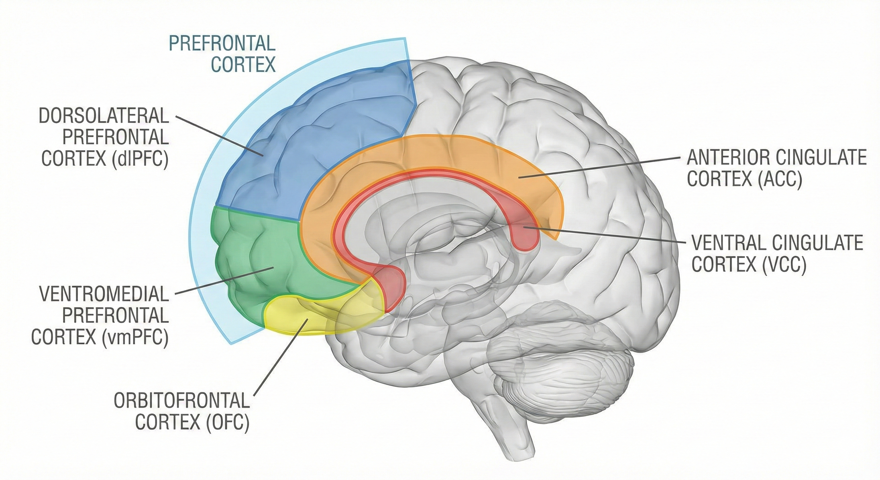 Prefrontal cortex